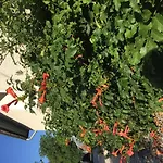 Tulipan Haz Szilvásvárad
