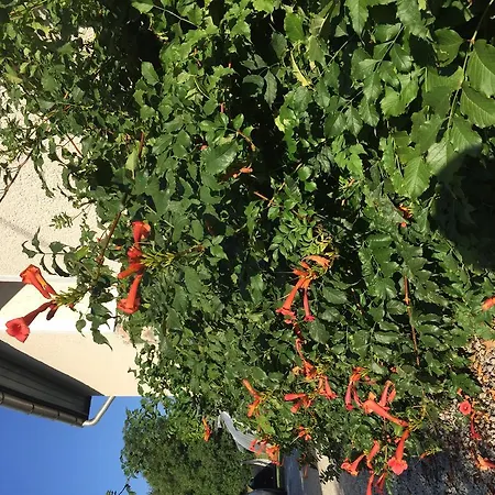 Tulipan Haz Сильвашварад