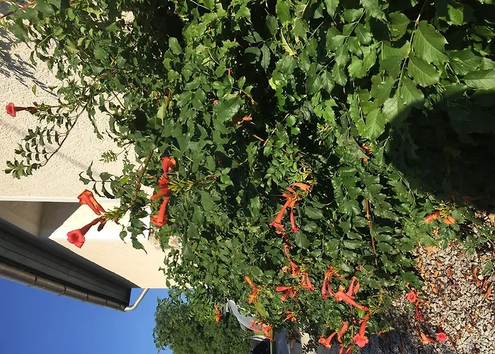 Tulipan Haz Szilvasvarad